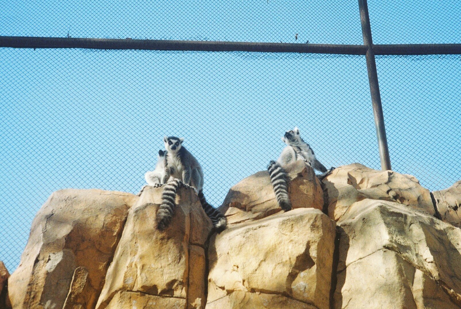 three person holding beverage cups